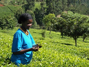 Кения собралась запустить первый в мире фьючерс на чайный лист